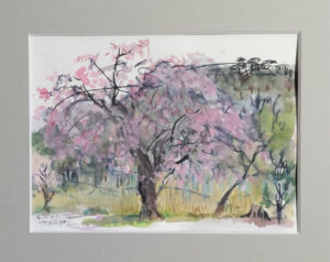 WP165　Nanko cherry blossoms /南湖の桜　¥45,000　八ッ切242×303